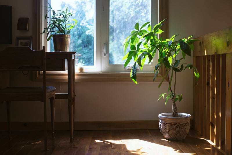 Home Decoration
